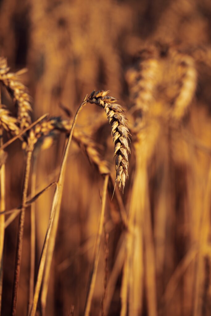 Oat field