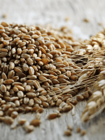 wheat grains